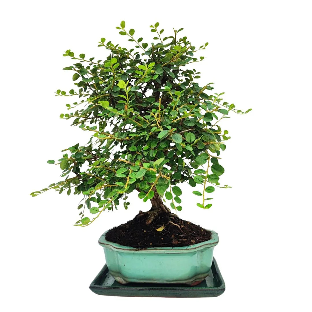 Bonsai Cotoneaster Horizontalis 10 Anni - Collezione Premium