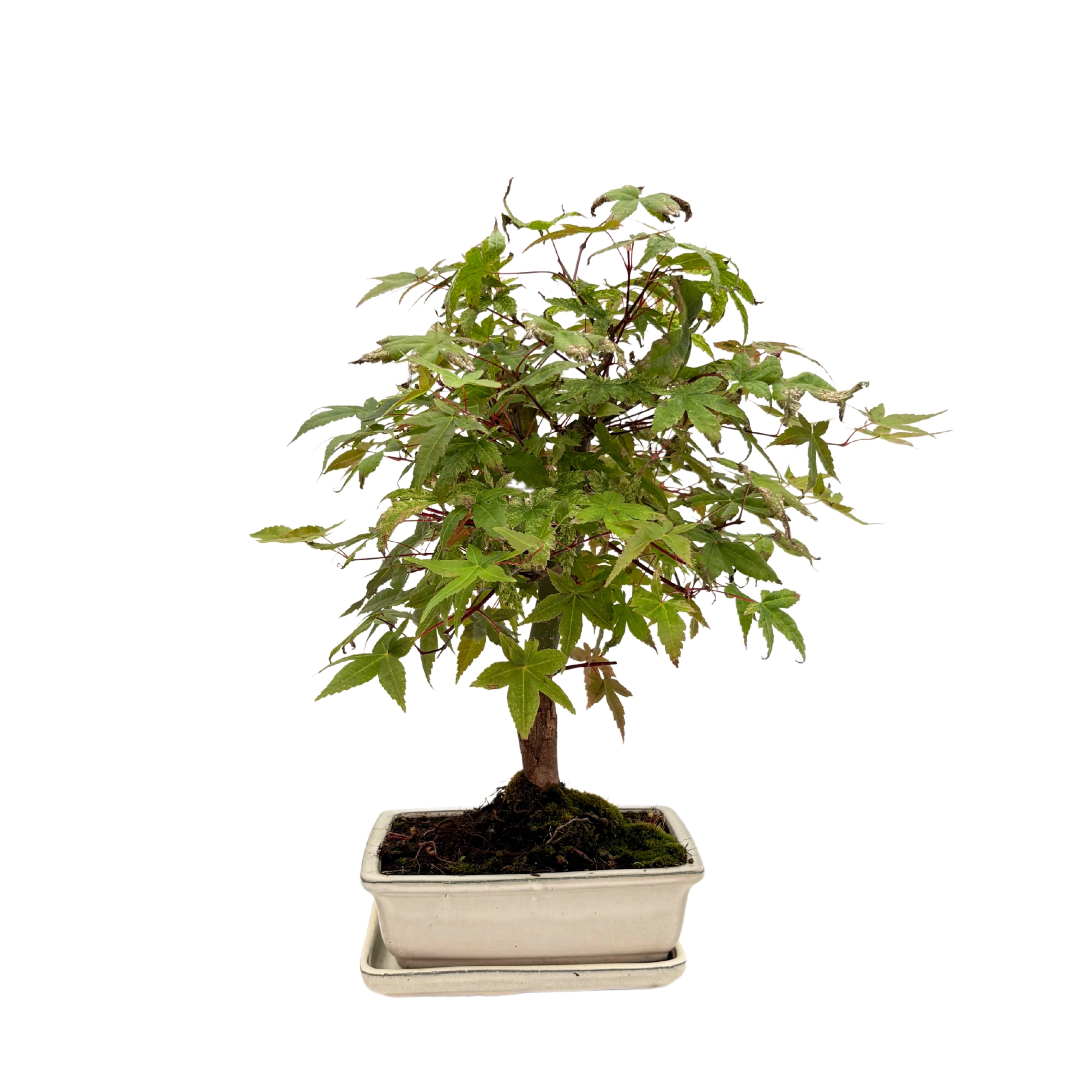 Bonsai Acer Palmatum 13 Anni - Collezione Premium