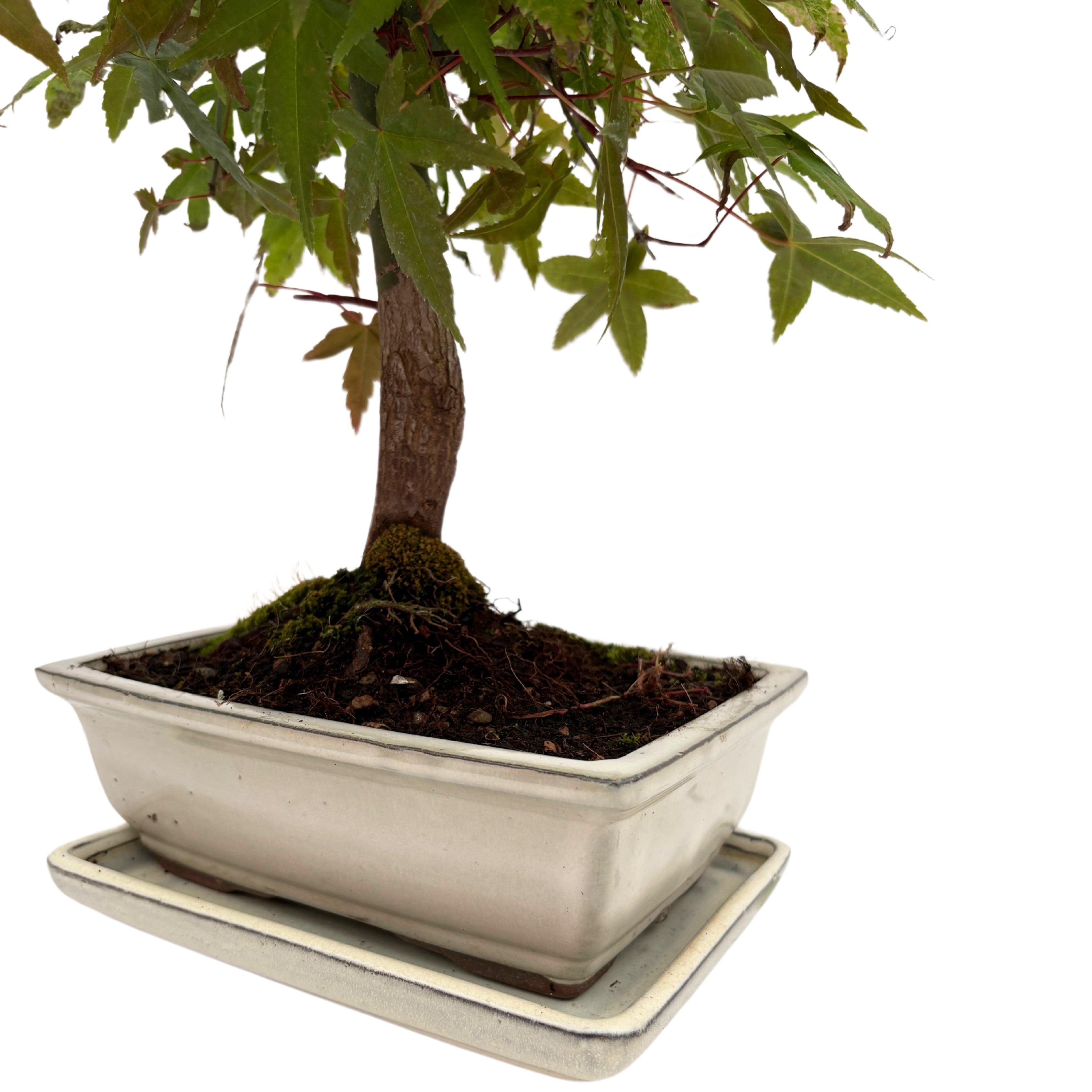 Bonsai Acer Palmatum 13 Anni - Collezione Premium