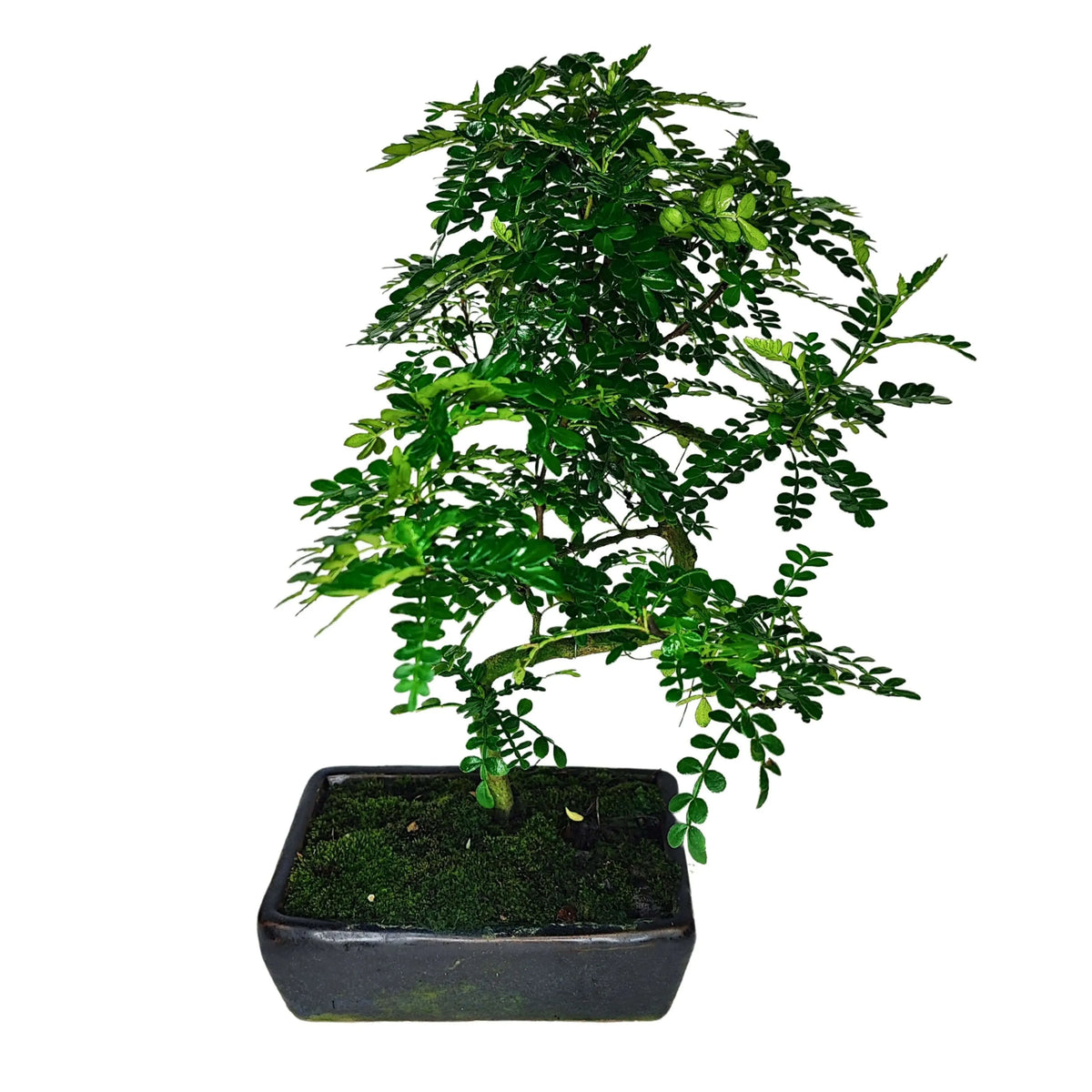 Bonsai Pepper S-Shape  Altezza 40 cm