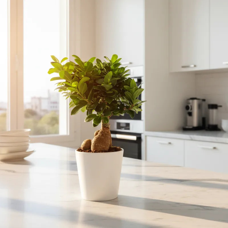 Bonsai Ficus Ginseng Vaso di Ceramica Dallas Altezza Pianta 40 cm