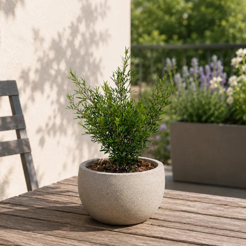Boronia Heterophylla in Vaso D.18 H.35 cm