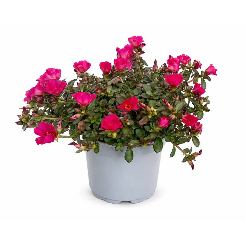 Portulaca D.14 H.25 cm