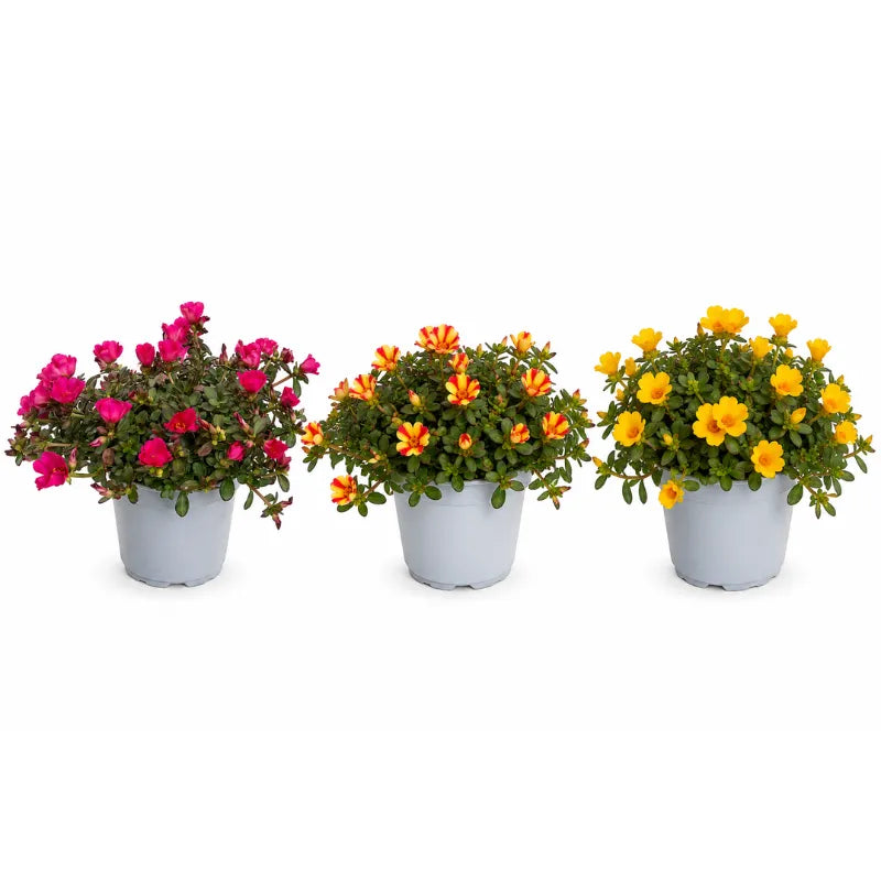 Portulaca D.14 H.25 cm