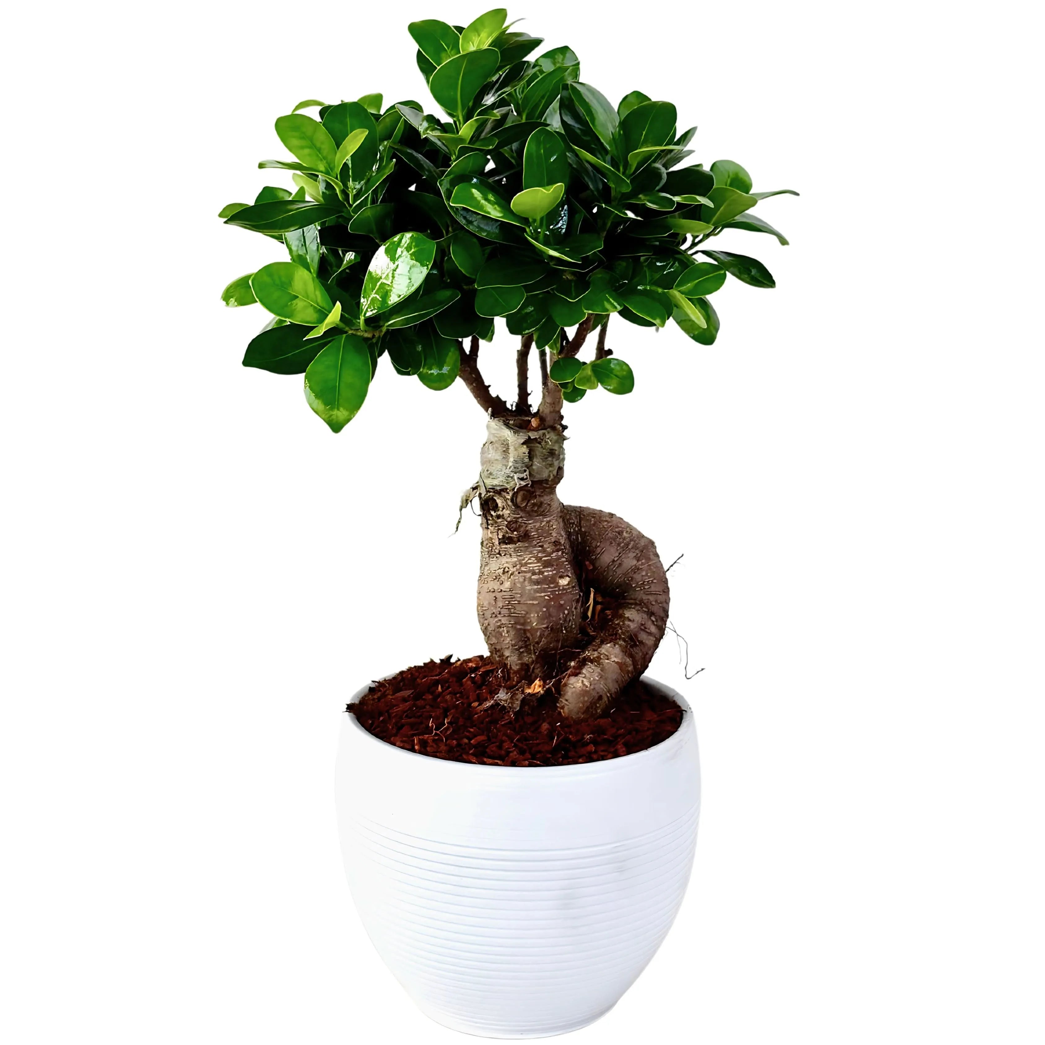 Bonsai Ficus Ginseng Vaso di Ceramica Manacor