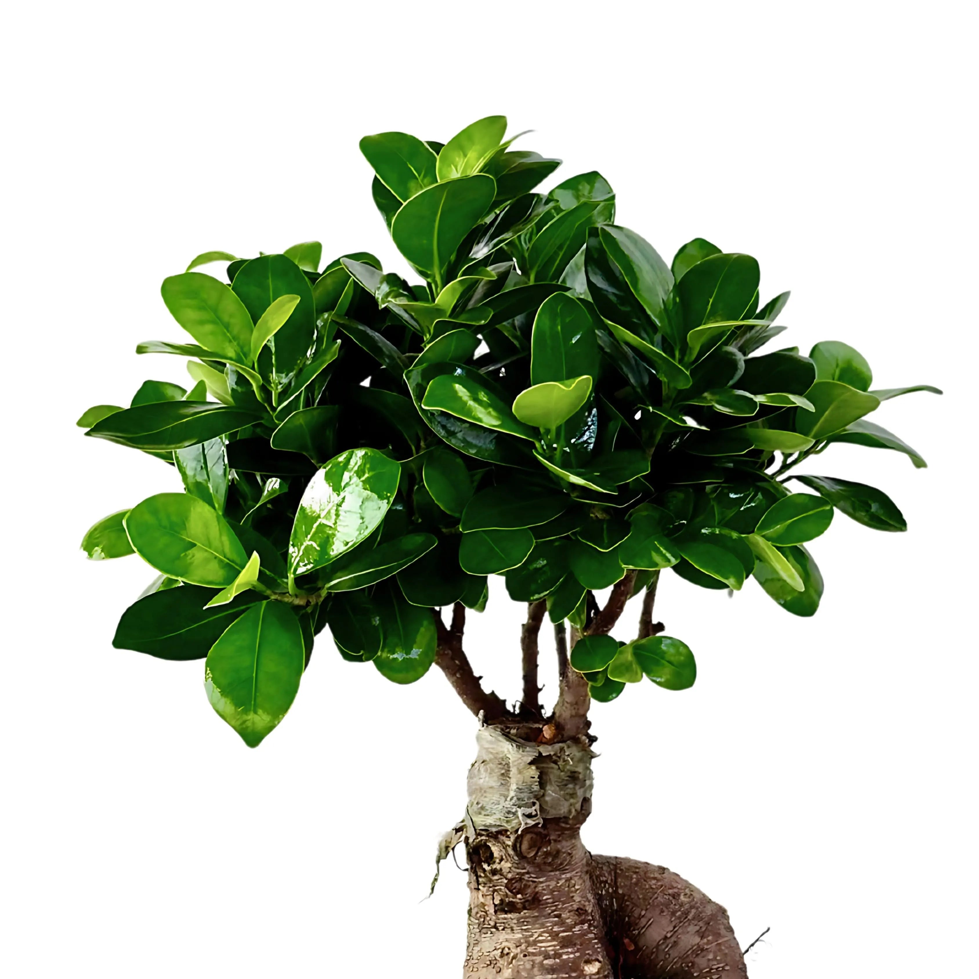 Bonsai Ficus Ginseng Vaso di Ceramica Manacor