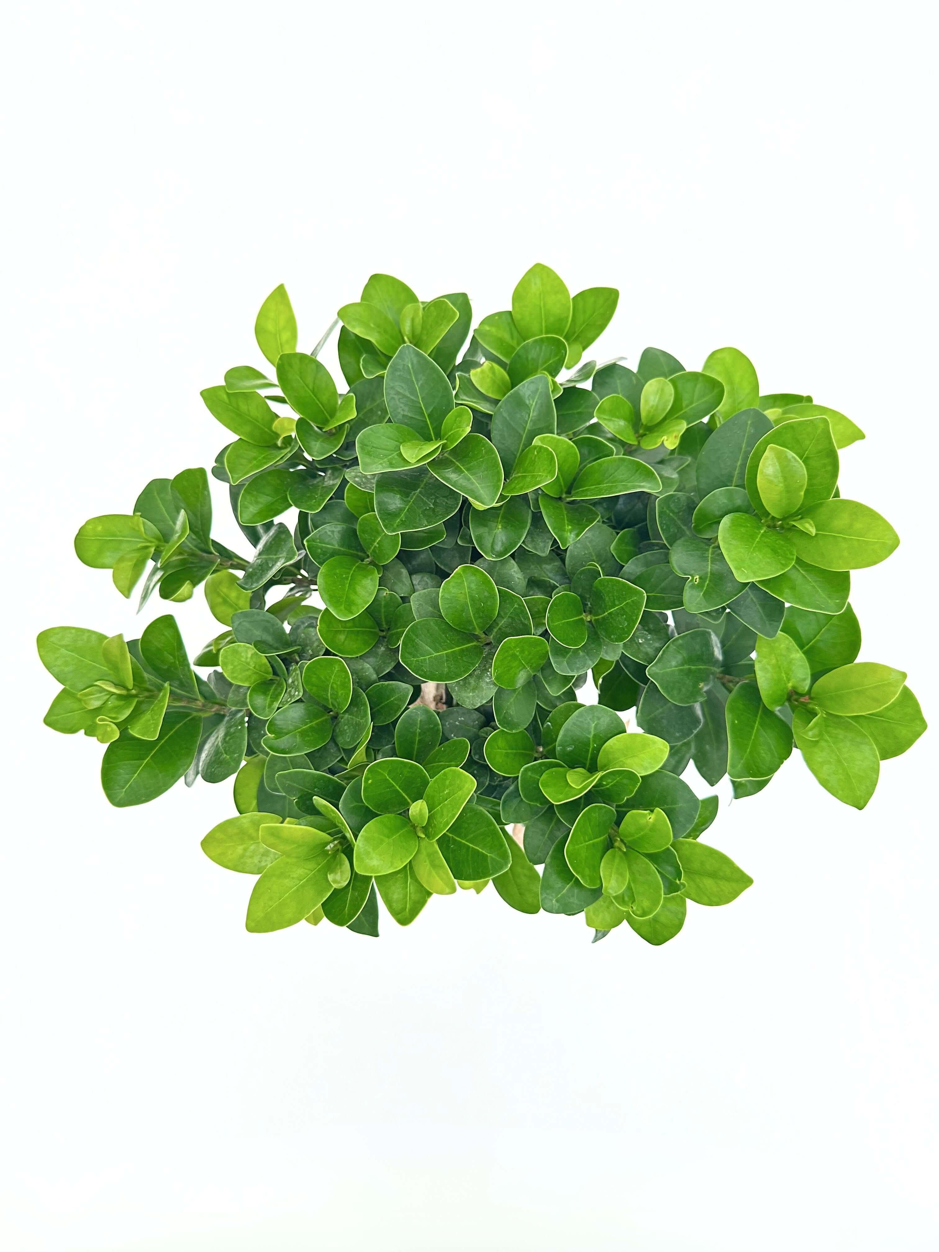 Bonsai Ficus Ginseng in Vaso ceramica Novara