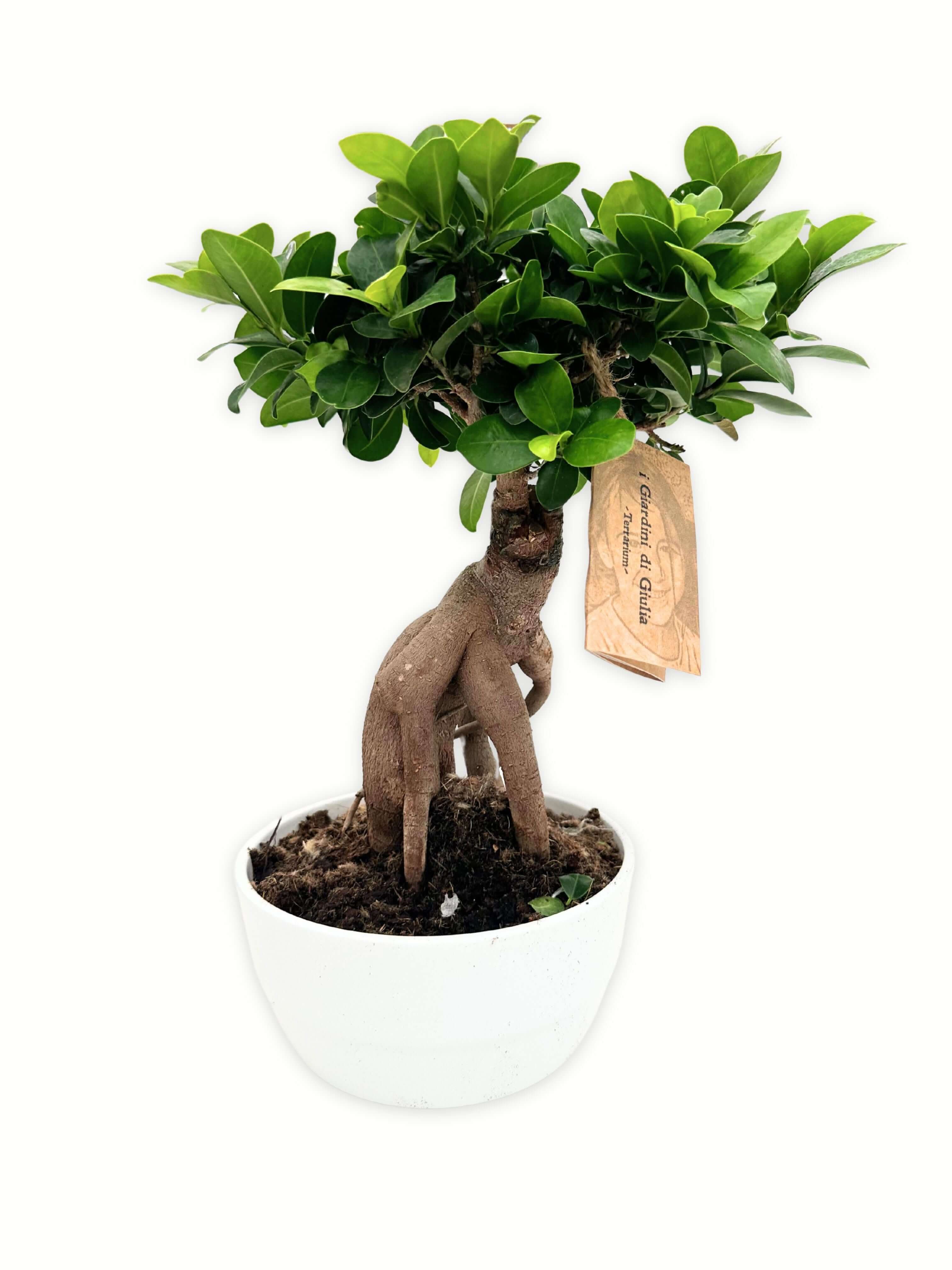 Bonsai Ficus Ginseng in Vaso ceramica Novara