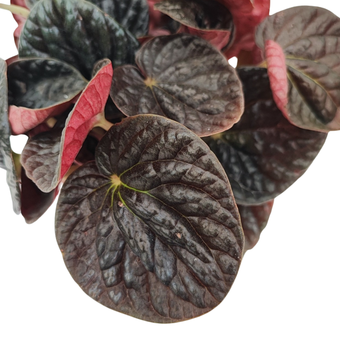 Kokedama di peperomia chocolat