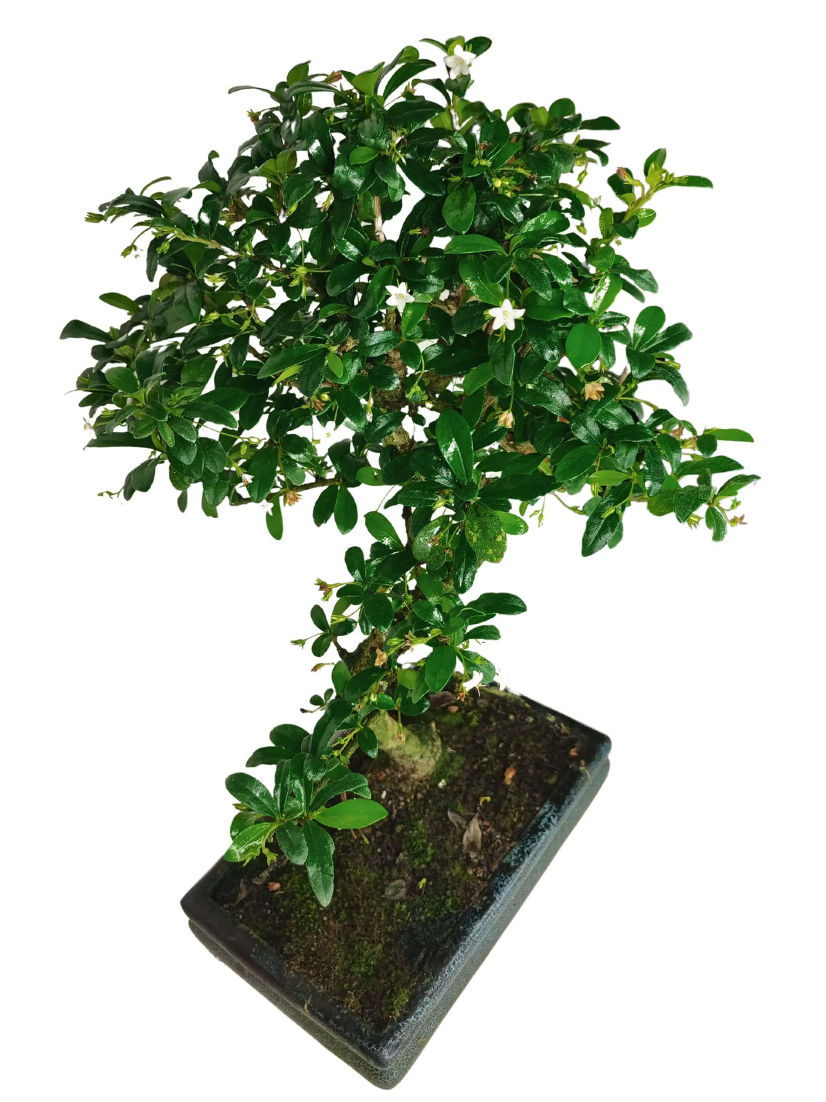 Bonsai Carmona S Shape altezza 40 cm
