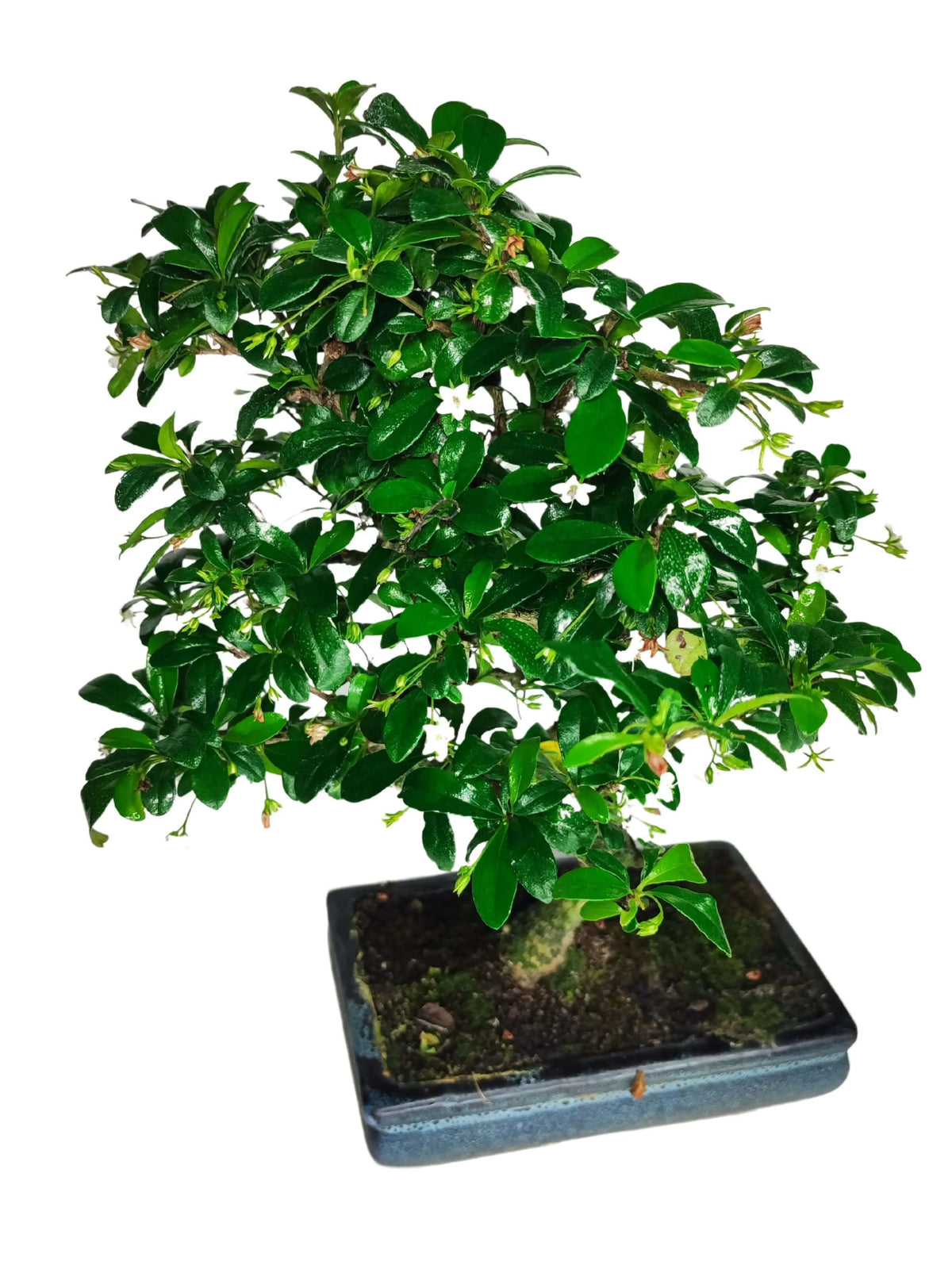 Bonsai Carmona S Shape altezza 40 cm