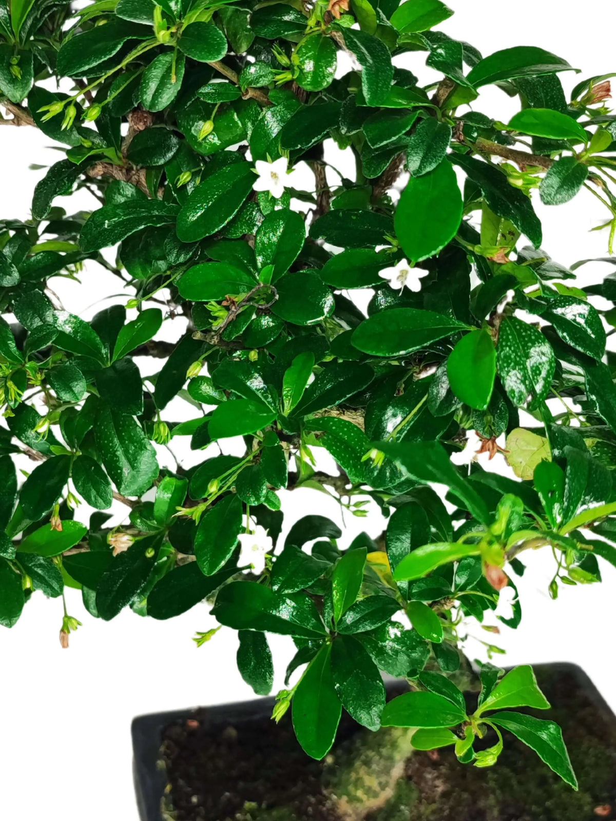 Bonsai Carmona S Shape altezza 40 cm
