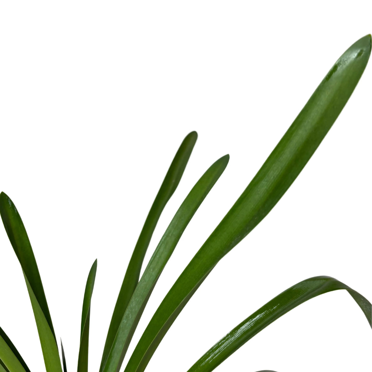Agapanthus Africanus fiore bianco