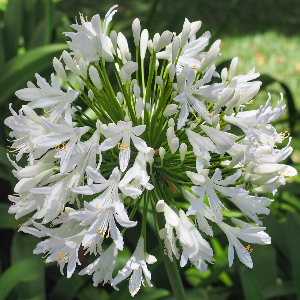 Agapanthus Africanus fiore bianco