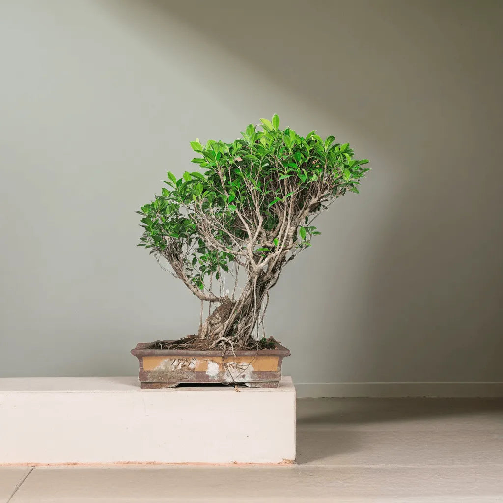 Bonsai Ficus Retusa altezza 80 cm