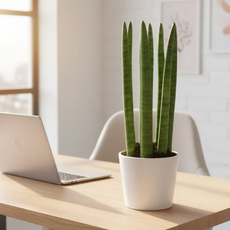 Sansevieria Cylindrica Candle – Pianta da Appartamento in Vaso Ceramica 11 cm | Altezza 35 cm