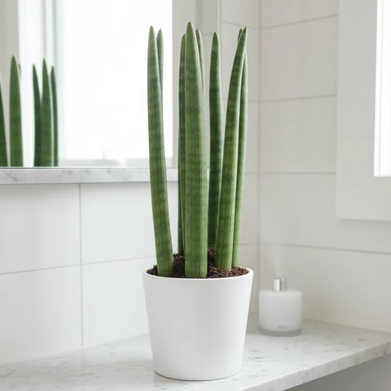 Sansevieria Cylindrica Candle – Pianta da Appartamento in Vaso Ceramica 11 cm | Altezza 35 cm