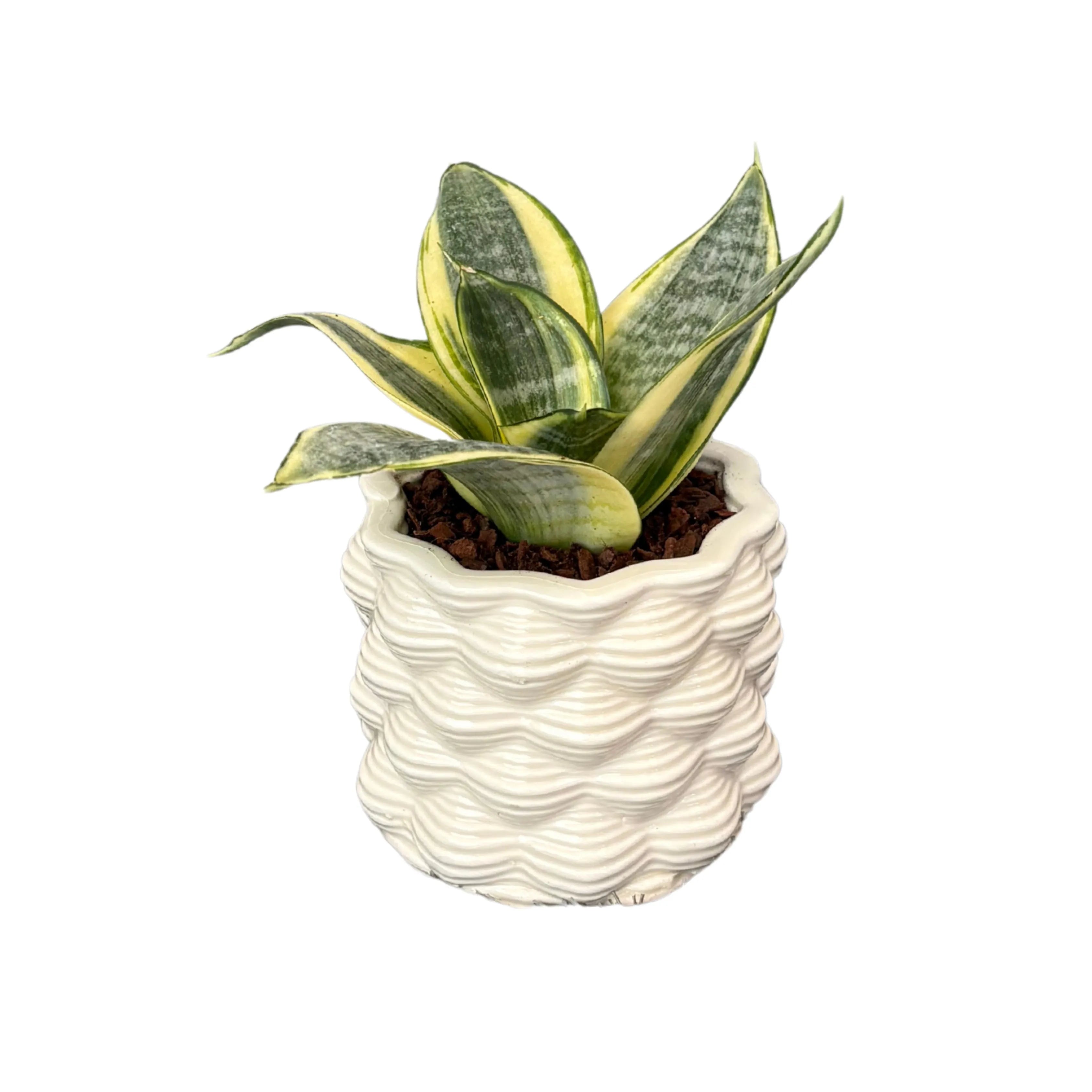 Sansevieria golden hanii in vaso di ceramica smaltata bianca