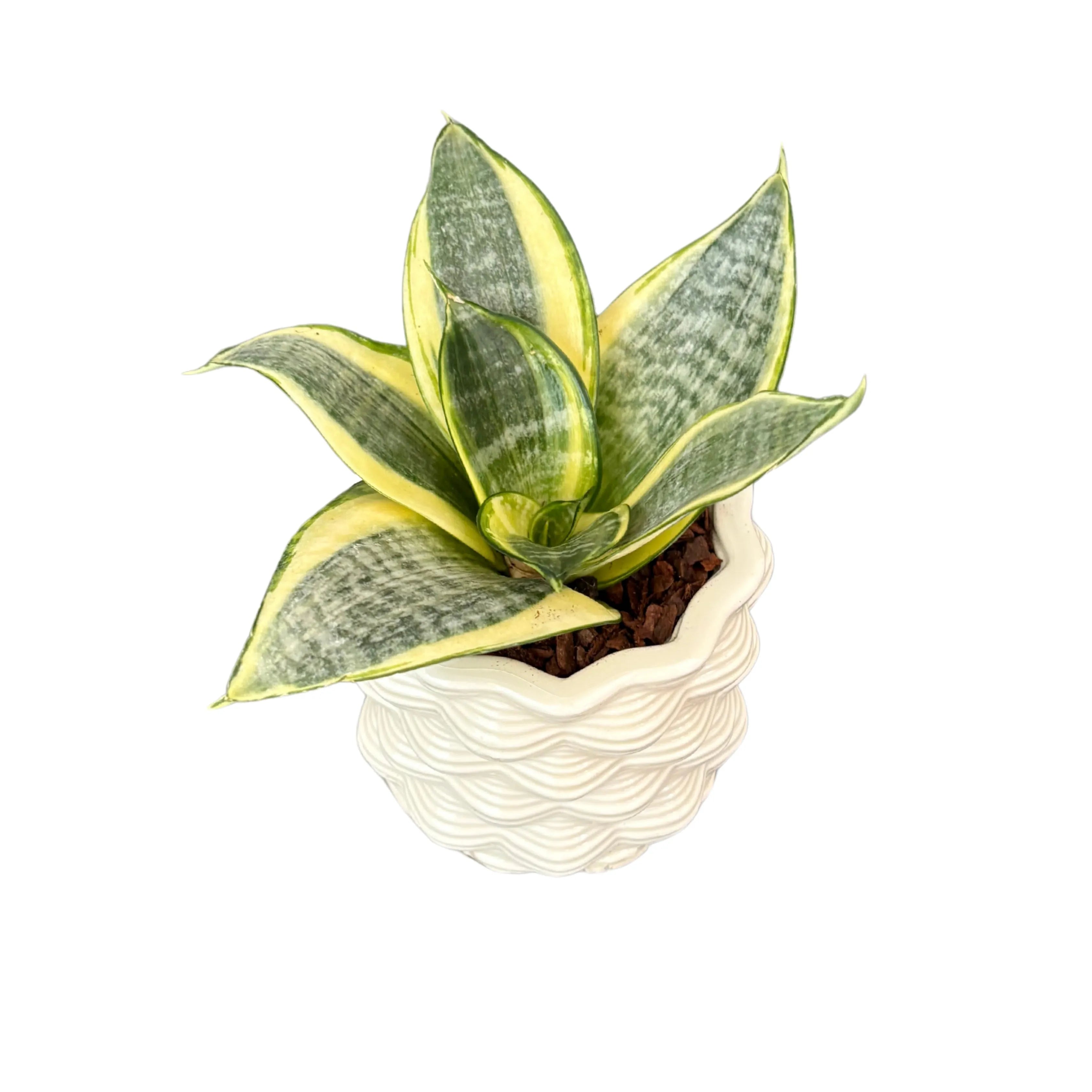 Sansevieria golden hanii in vaso di ceramica smaltata bianca