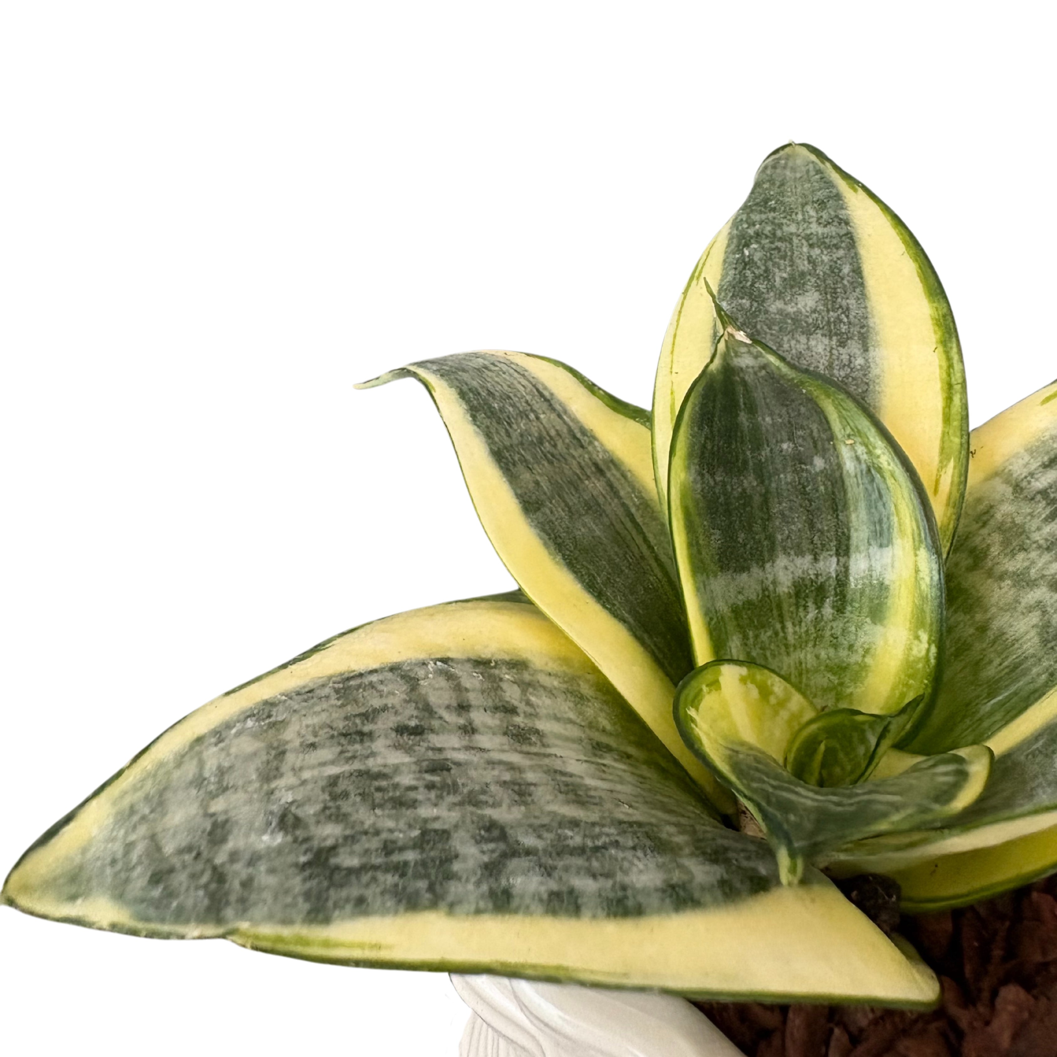 Sansevieria golden hanii in vaso di ceramica smaltata bianca