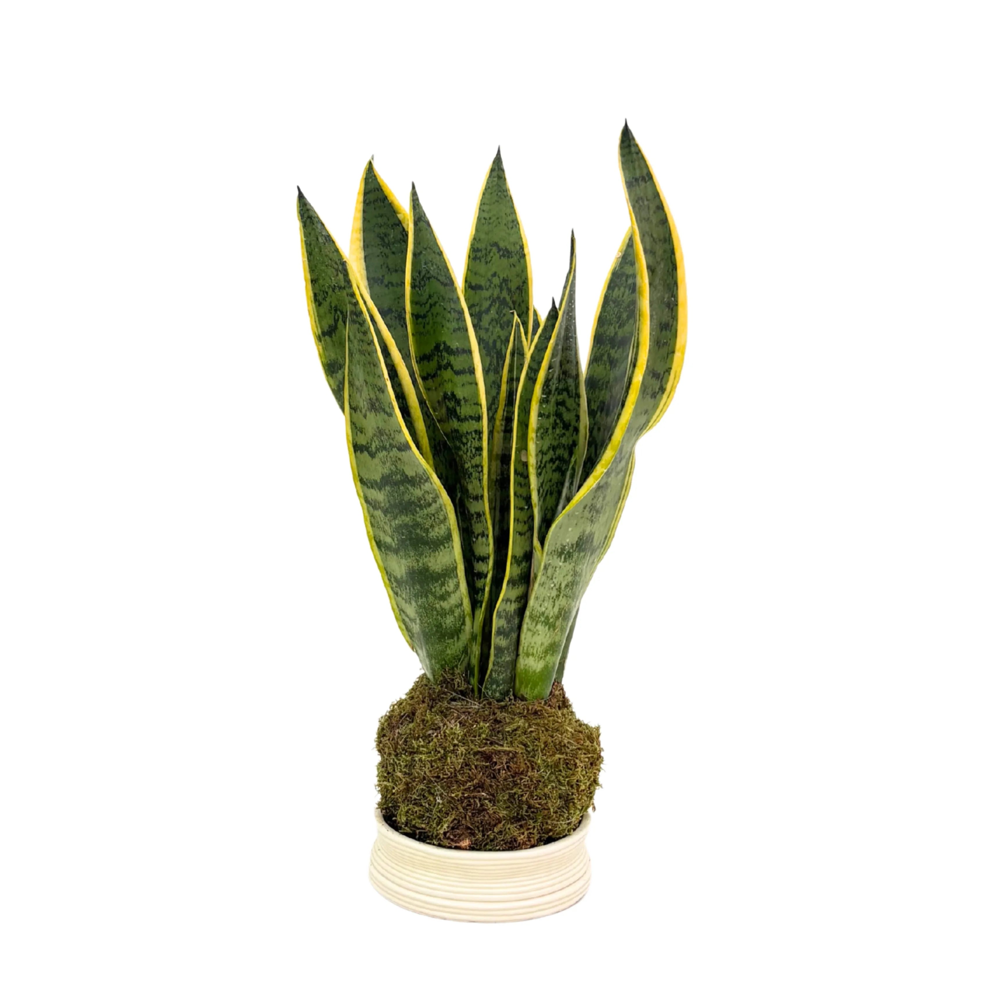 Kokedama Sansevieria Laurentii
