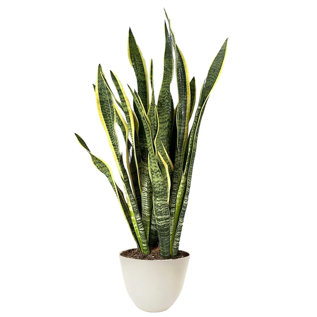 Sansevieria Laurentii Extra  Altezza Pianta 120 cm