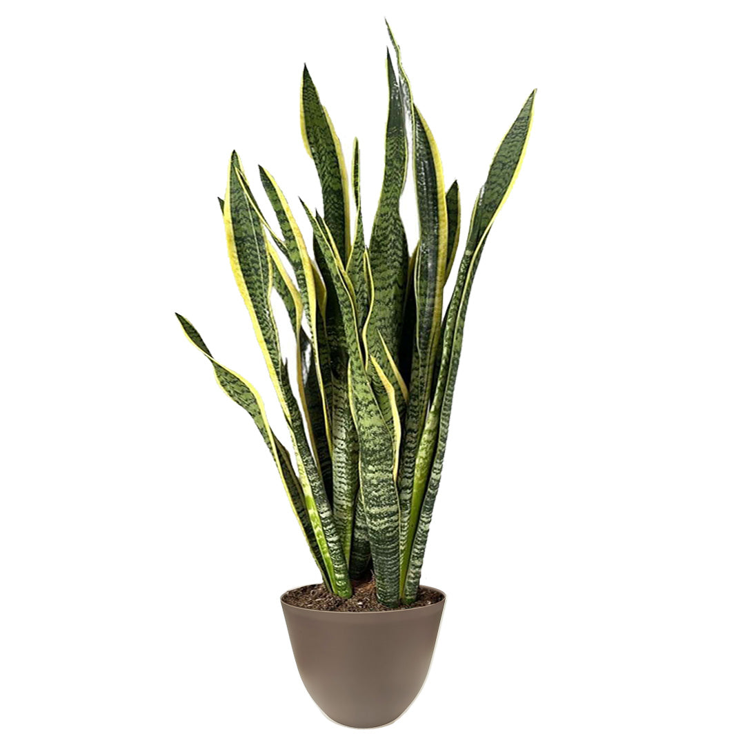 Sansevieria Laurentii Extra  Altezza Pianta 120 cm