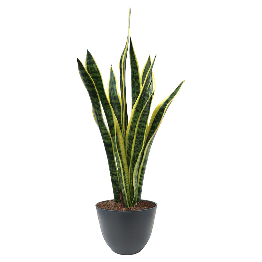 Sansevieria Laurentii altezza 60 cm