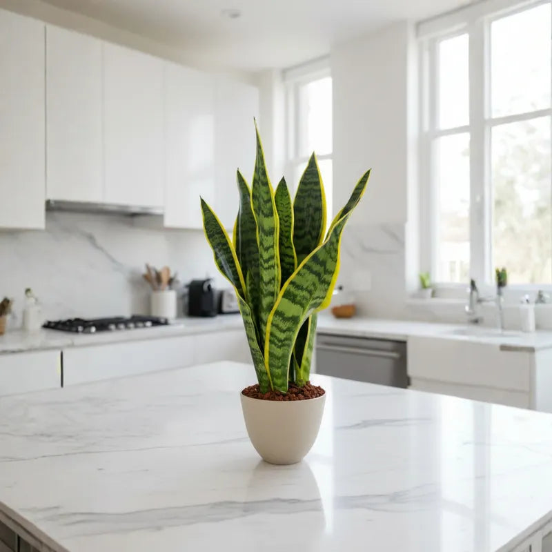 Sansevieria Laurentii - Altezza Pianta 40 cm