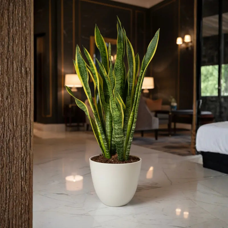 Sansevieria Laurentii Extra  Altezza Pianta 120 cm