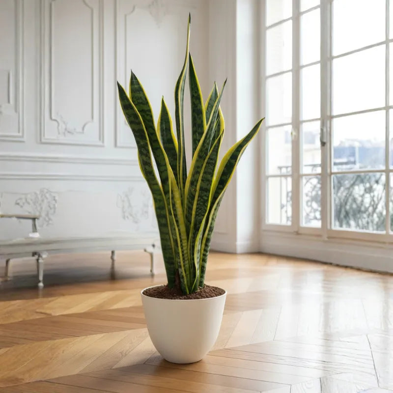 Sansevieria Laurentii altezza 60 cm