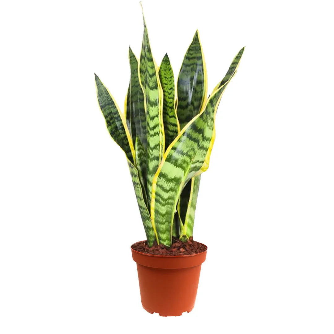 Sansevieria Laurentii - Altezza Pianta 40 cm