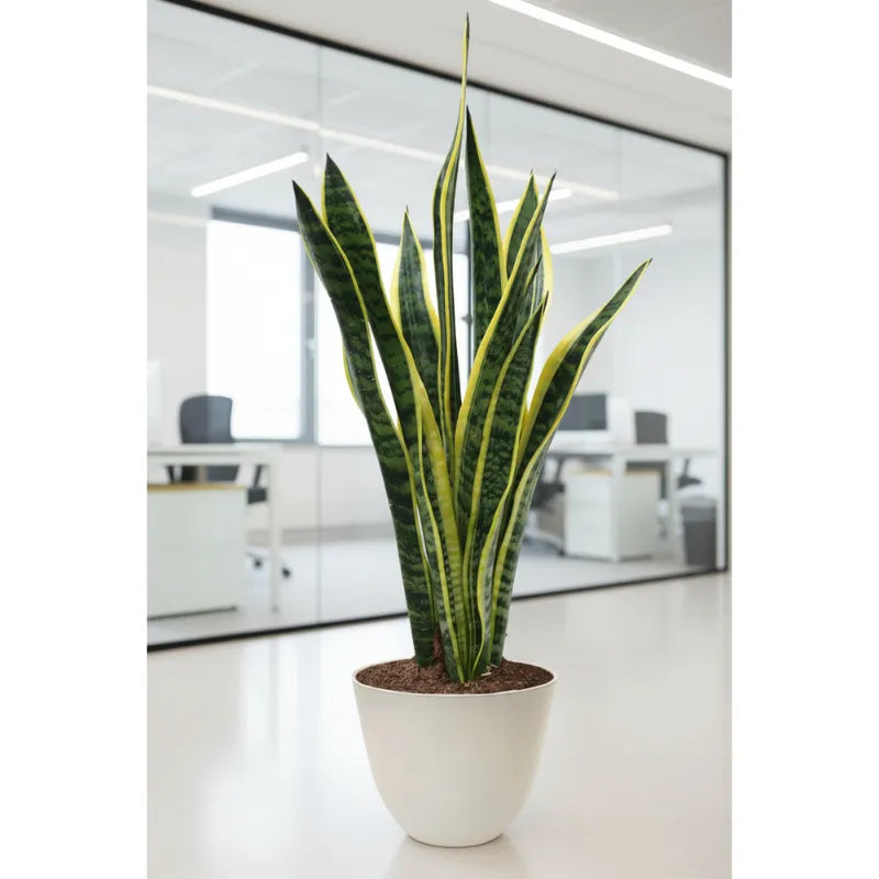 Sansevieria Laurentii altezza 60 cm