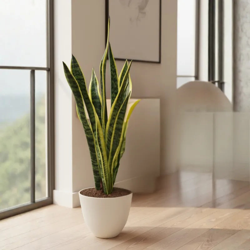 Sansevieria Laurentii altezza 60 cm