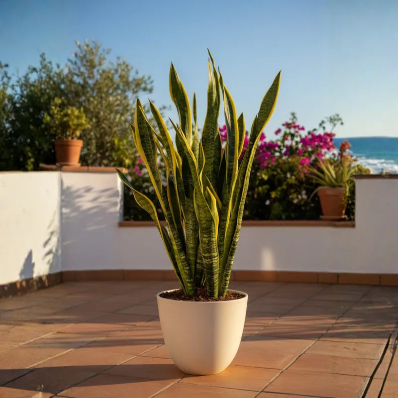 Sansevieria Laurentii Extra  Altezza Pianta 120 cm