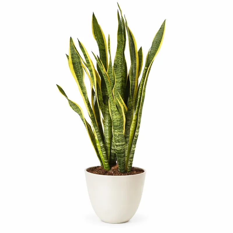 Sansevieria Laurentii Extra  Altezza Pianta 120 cm