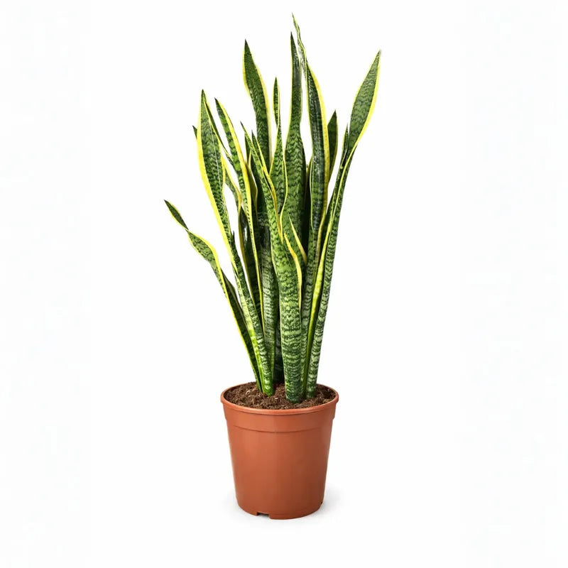 Sansevieria Laurentii Extra  Altezza Pianta 120 cm