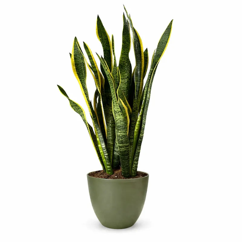 Sansevieria Laurentii Extra  Altezza Pianta 120 cm