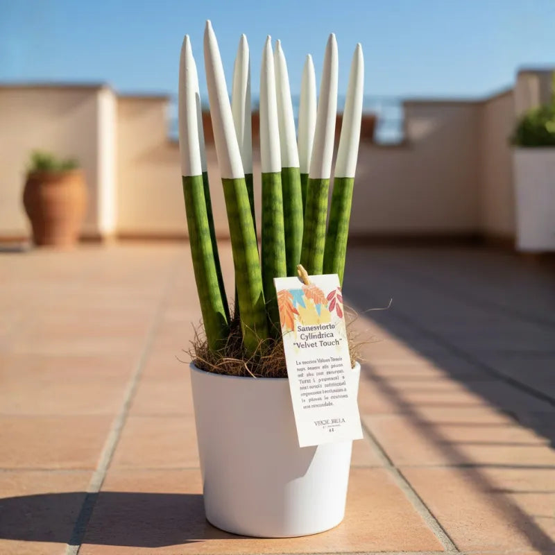 Sansevieria Velvet Touch bianca