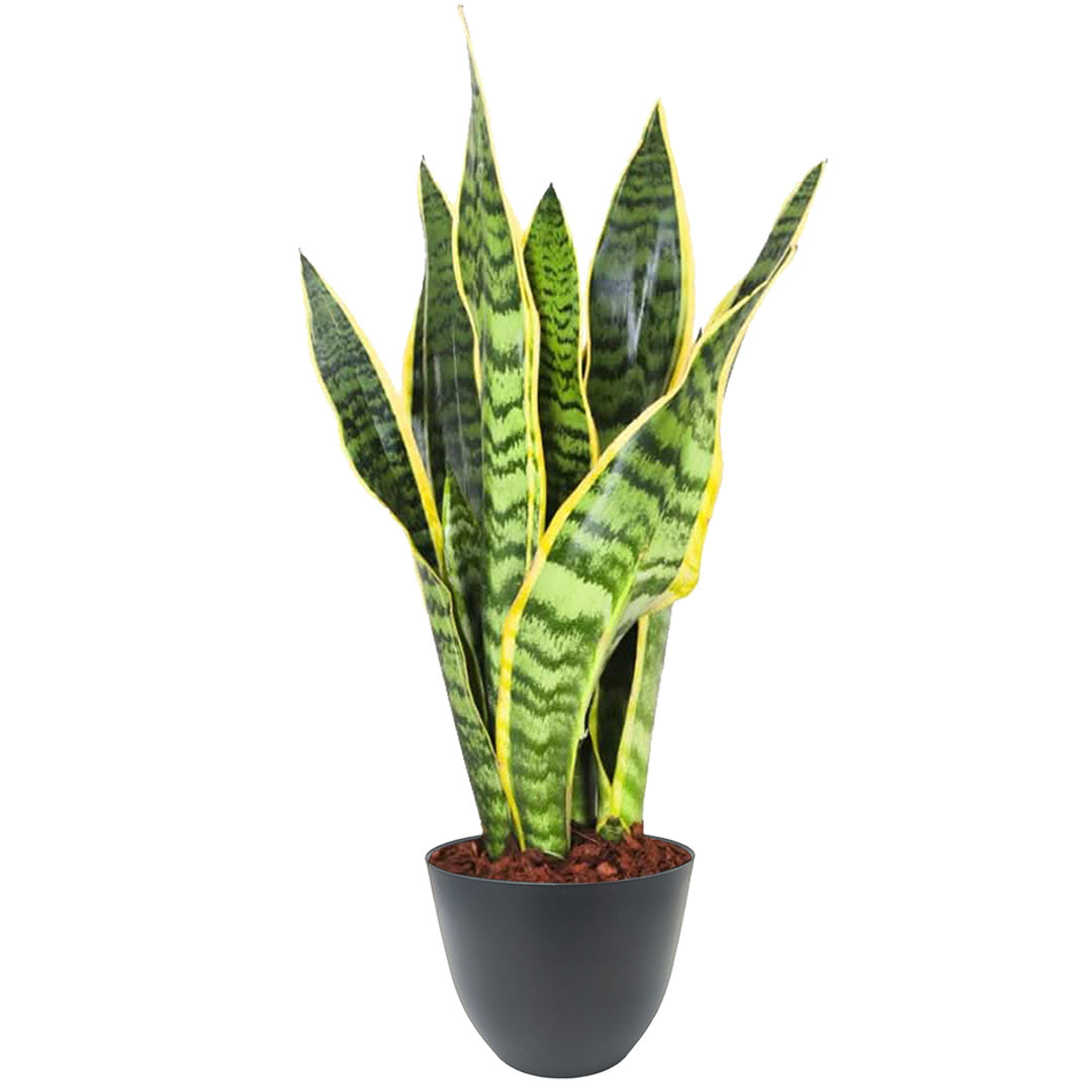 Sansevieria Laurentii - Altezza Pianta 35 cm