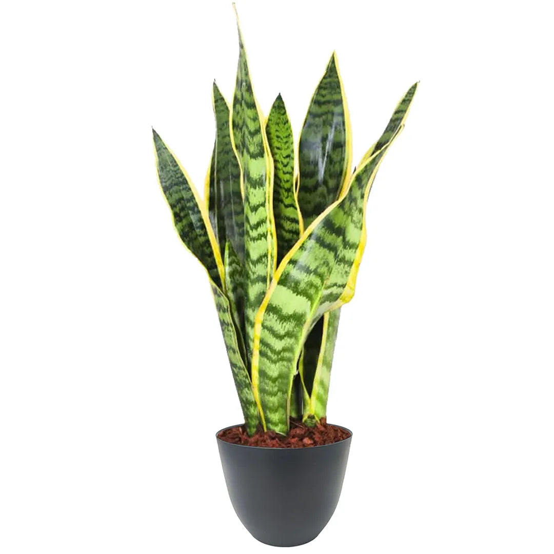 Sansevieria Laurentii - Altezza Pianta 40 cm