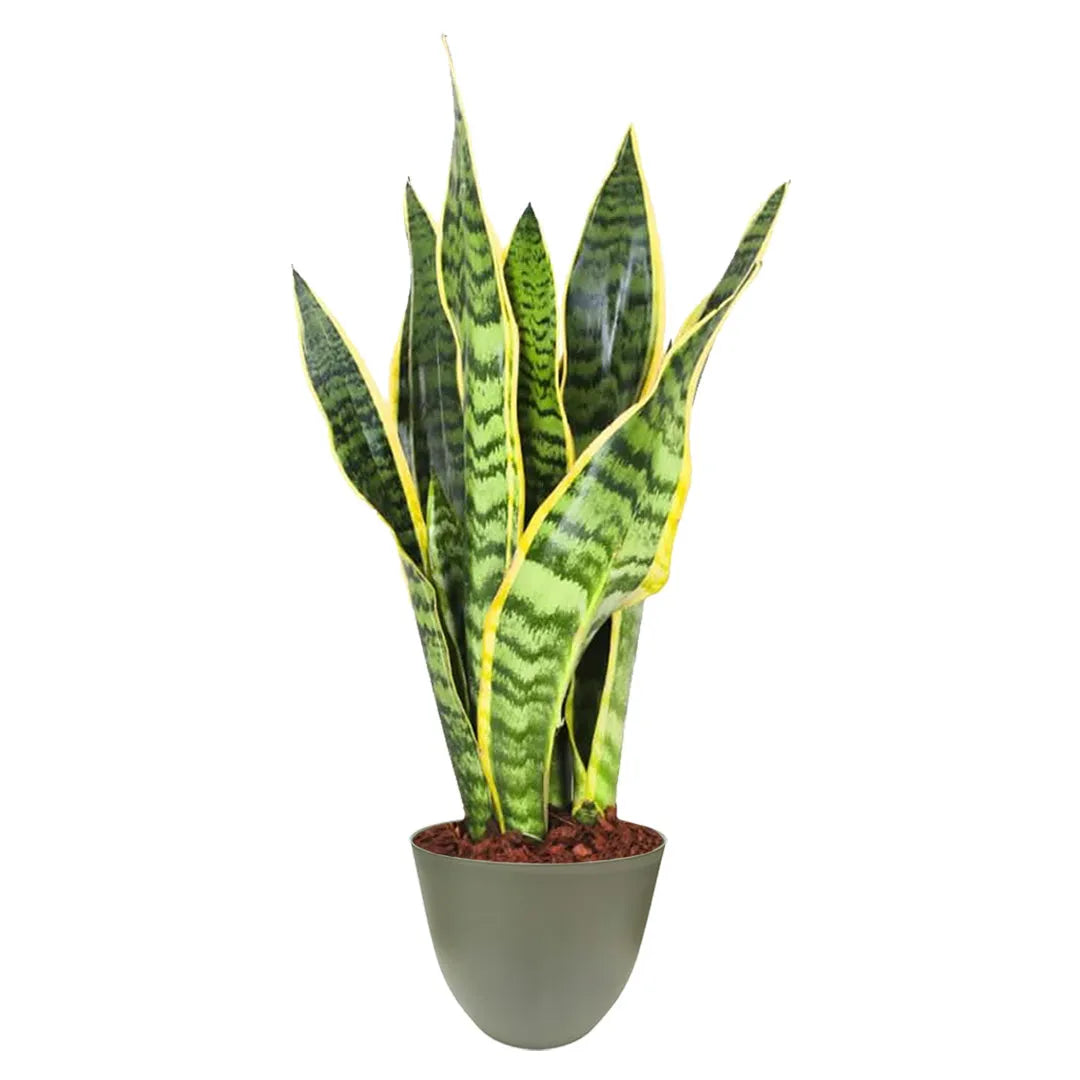 Sansevieria Laurentii - Altezza Pianta 40 cm