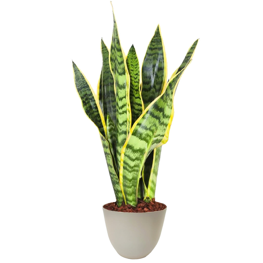 Sansevieria Laurentii - Altezza Pianta 35 cm