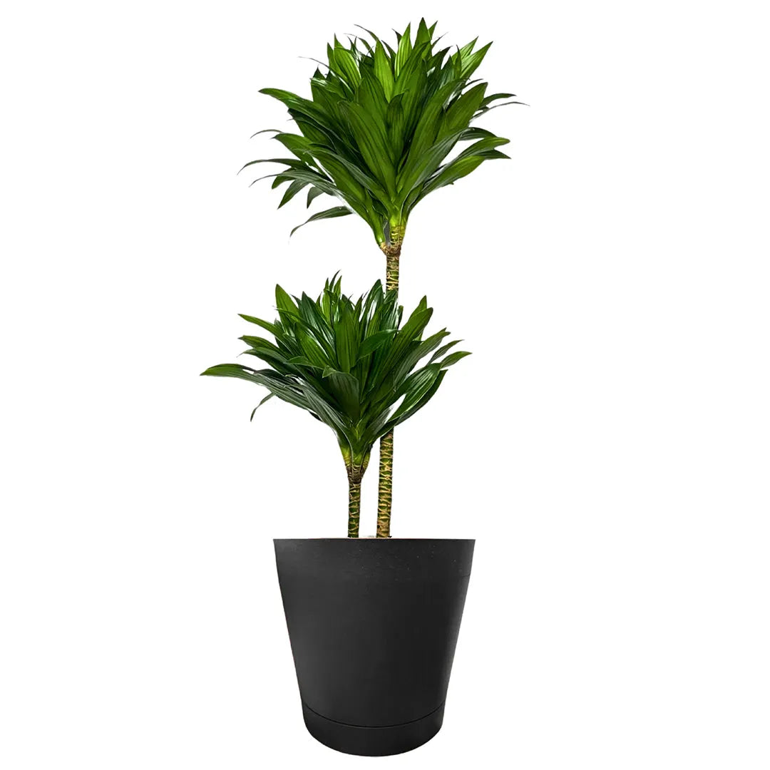 Dracaena Compacta a Due Tronchi  Altezza Pianta 100 cm
