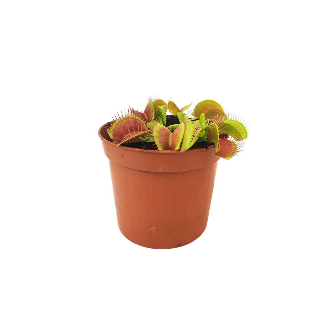 Set di 5 piantine per terrarium