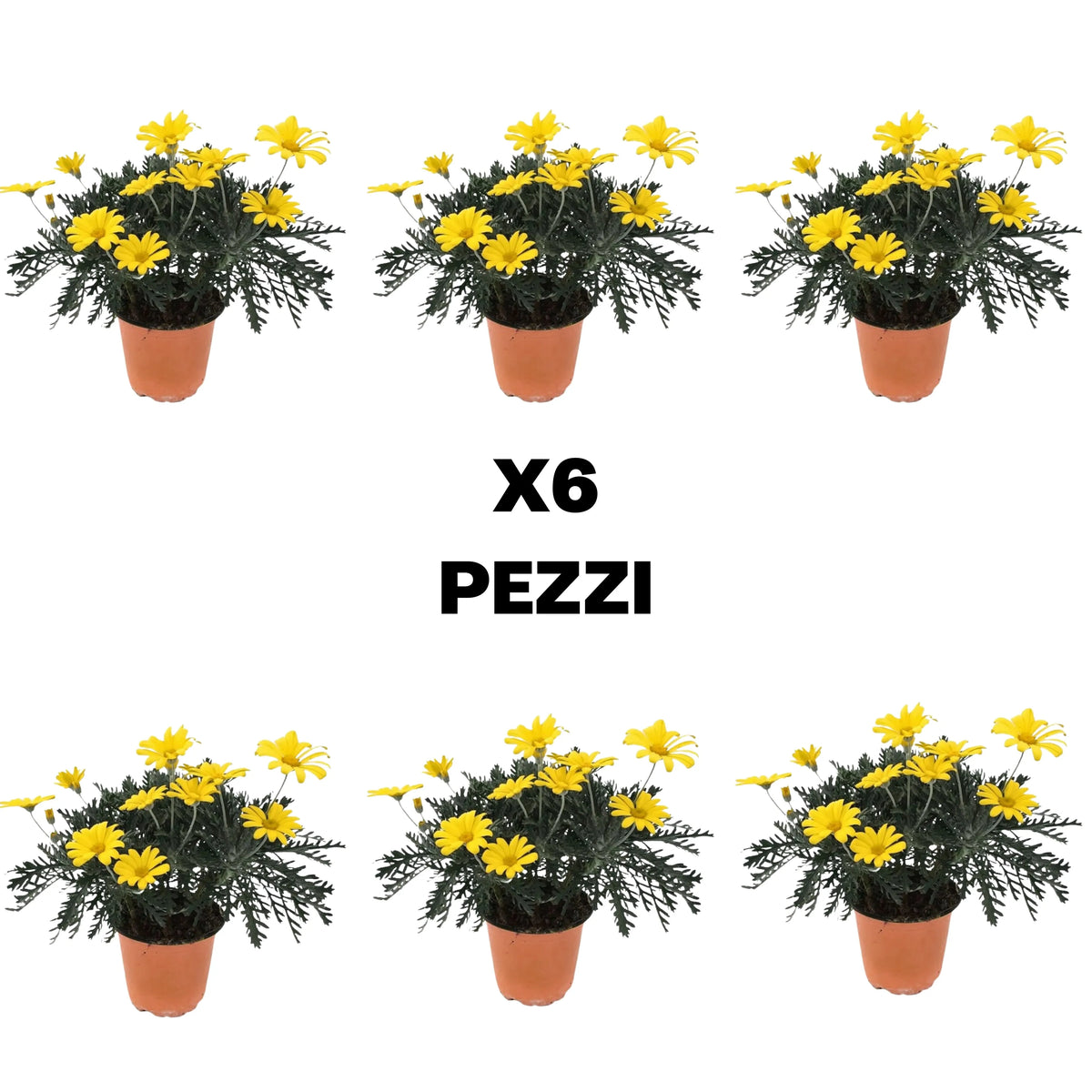 Set piante di Euryops D. 14 cm H. 30 cm