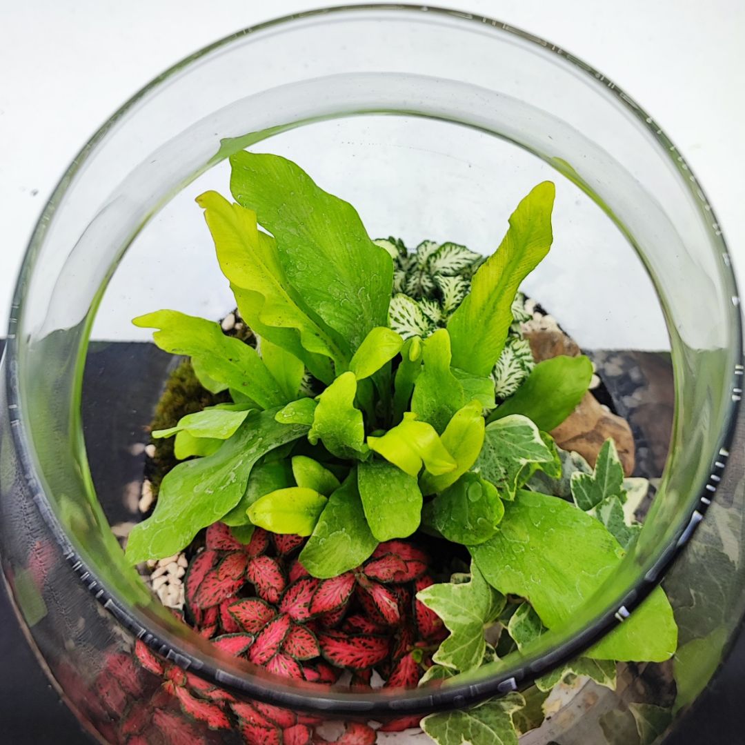 Terrarium Zefira cin paiante verdi