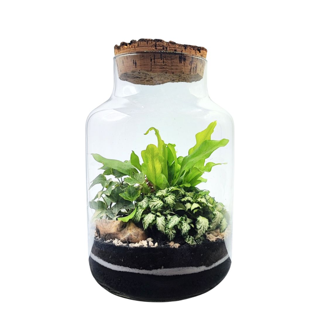Terrarium Zefira cin paiante verdi