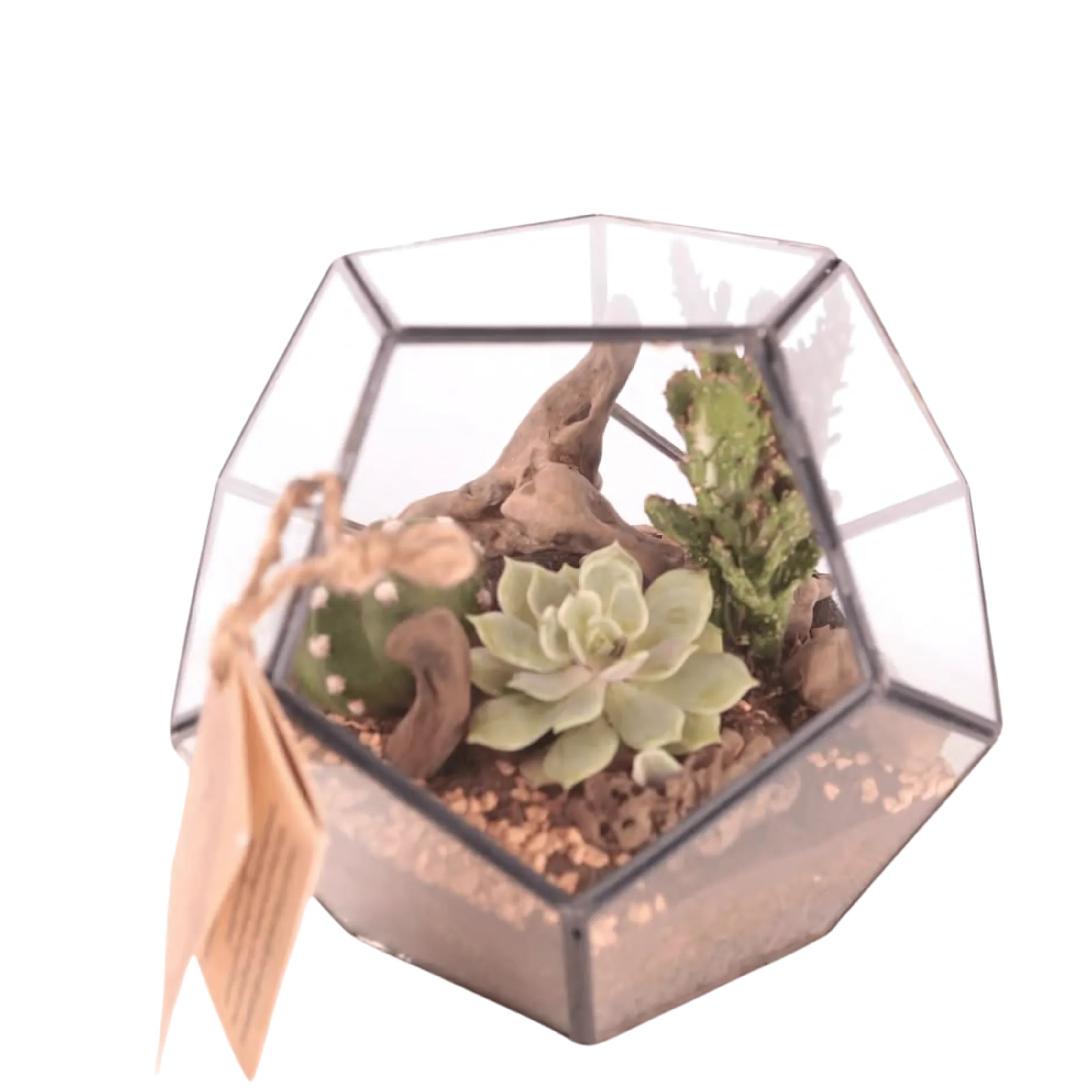 Terrarium Geometrico con Piante Grasse