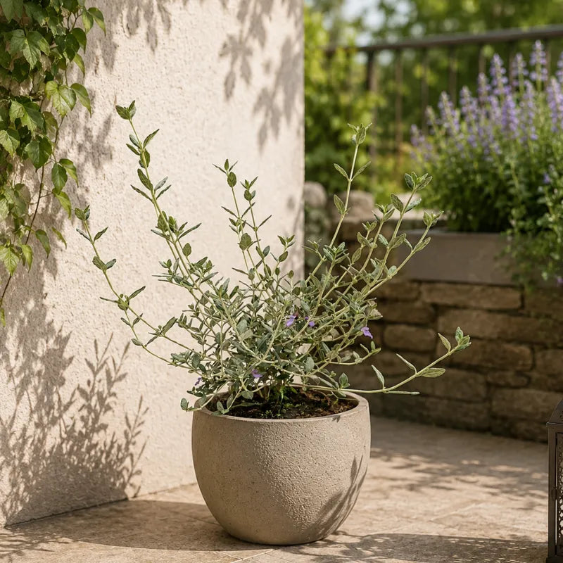 Teucrium Fruticans D.18 H.40 cm